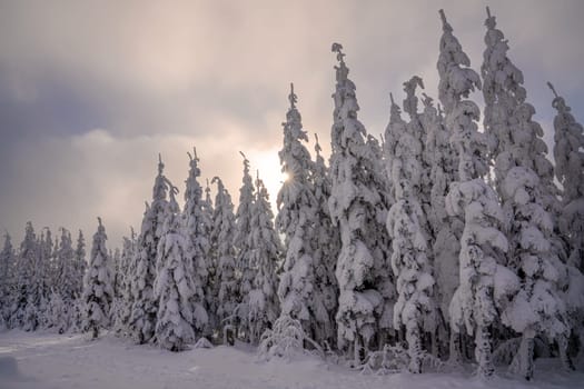 Panoramic landscape image of Kahler Asten during wintertime, Sauerland, Germany