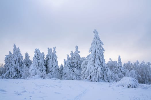 Panoramic landscape image of Kahler Asten during wintertime, Sauerland, Germany