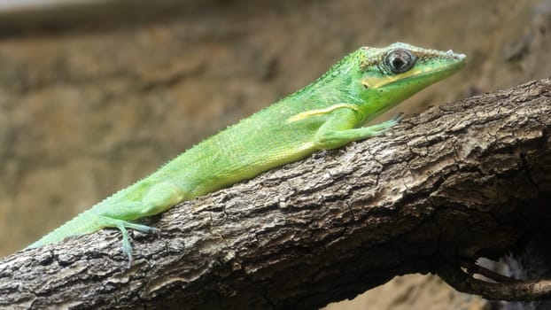 Cuban Knight Anole (Anolis equestris)