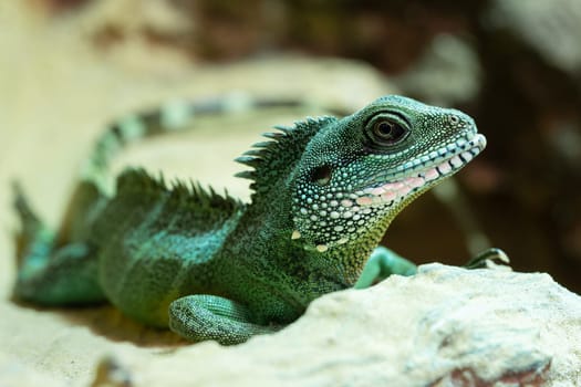 Close up image of Asian Water Dragon (Physignathus cocincinus)