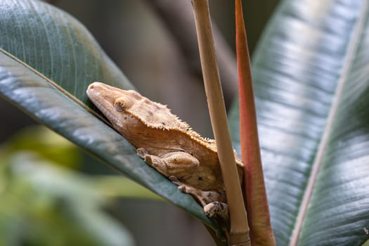 Close-up image of Eyelash gecko (Correlophus ciliatus)