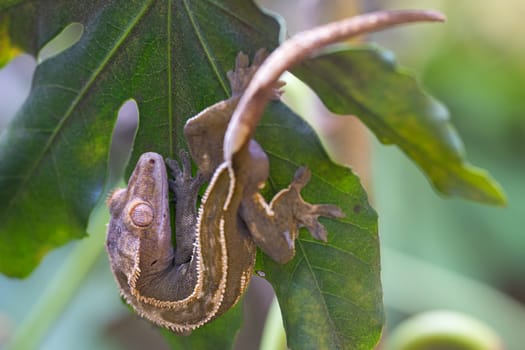 Close-up image of Eyelash gecko (Correlophus ciliatus)