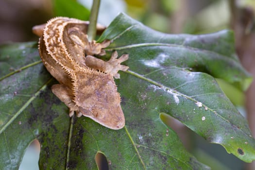 Close-up image of Eyelash gecko (Correlophus ciliatus)