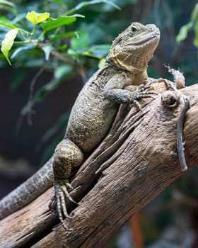 Close up image of Australian water dragon (Intellagama lesueurii howittii)