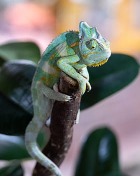 Close-up image of Yemen chameleon (Chamaeleo calyptratus)