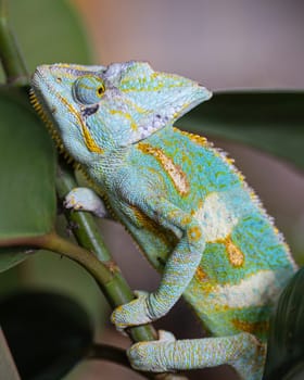 Close-up image of Yemen chameleon (Chamaeleo calyptratus)