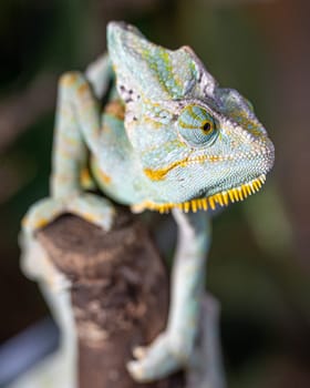 Close-up image of Yemen chameleon (Chamaeleo calyptratus)