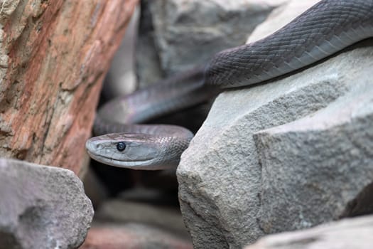 Close-up image of Black Mamba (Dendroaspis polylepis)