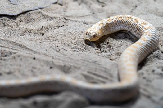 Close-up image of Texas hog-nosed snake (Heterodon nasicus)