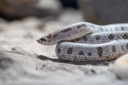 Close-up image of Texas hog-nosed snake (Heterodon nasicus)