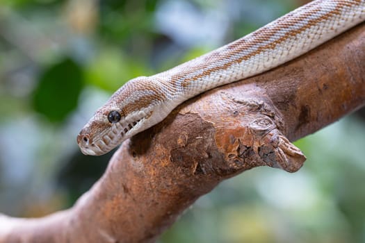 Close-up image of Central Australian Carpet Python (Morelia bredli)