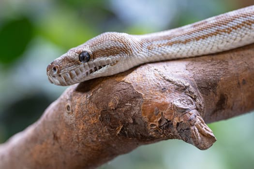 Close-up image of Central Australian Carpet Python (Morelia bredli)