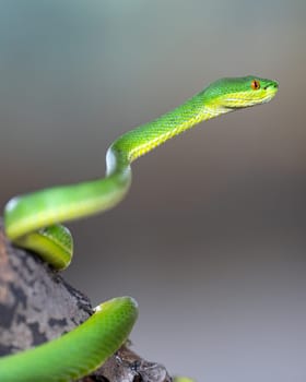 Close up image of Green Pit Viper (Trimeresurus albolabris)