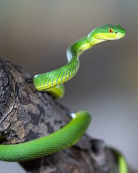 Close up image of Green Pit Viper (Trimeresurus albolabris)