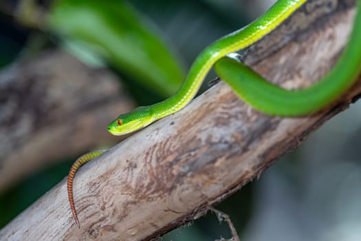 Close up image of Green Pit Viper (Trimeresurus albolabris)