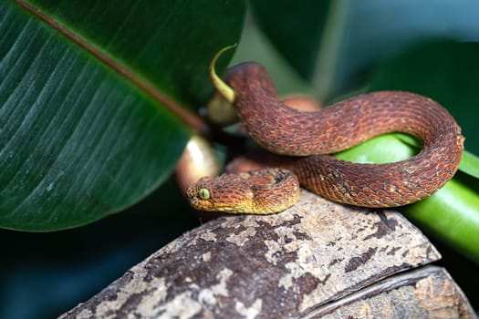 Close up image of Leaf viper (Atheris squamigera)