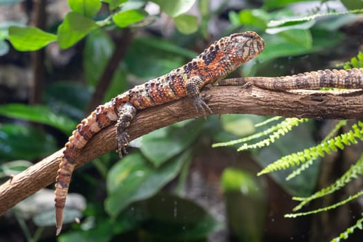 Chinese Crocodile Lizard (Shinisaurus crocodilurus)