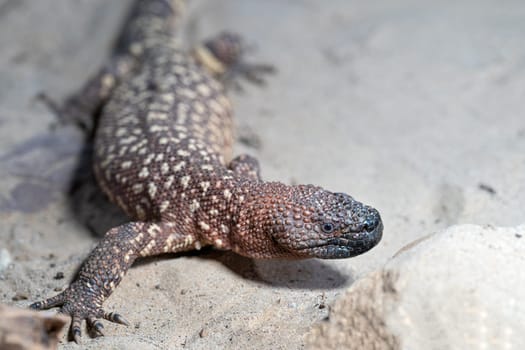 Close-up image of Mexican beaded lizard (Heloderma horridum)