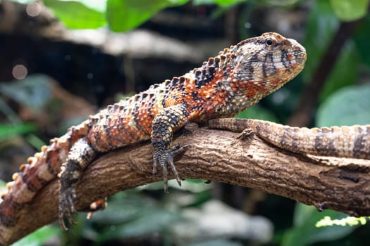 Chinese Crocodile Lizard (Shinisaurus crocodilurus)