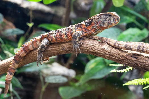 Chinese Crocodile Lizard (Shinisaurus crocodilurus)