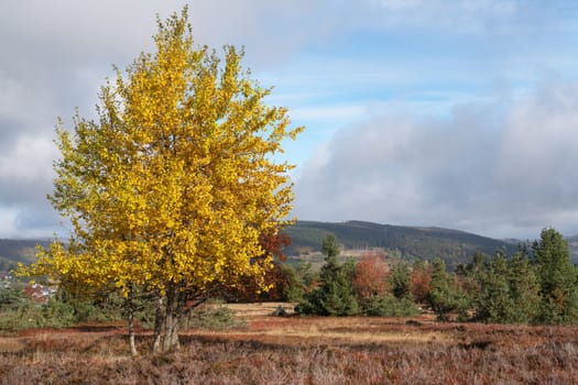 Panoramic landscape image, beautiful scenery of Rothaar Mountains with heather landscape close to Willingen, Sauerland, Germany 