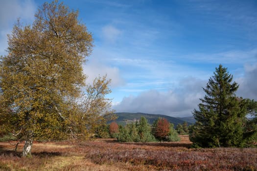 Panoramic landscape image, beautiful scenery of Rothaar Mountains with heather landscape close to Willingen, Sauerland, Germany 