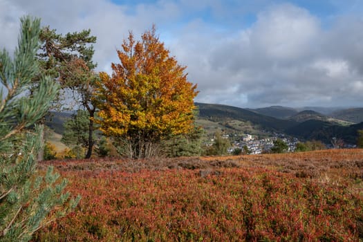 Panoramic landscape image, beautiful scenery of Rothaar Mountains with heather landscape close to Willingen, Sauerland, Germany 