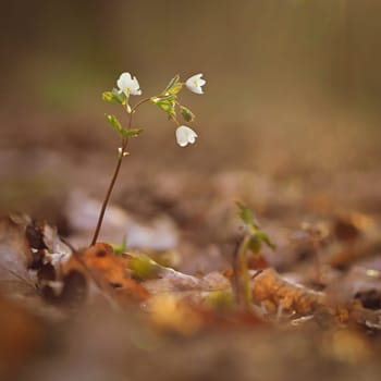 Spring background. Beautiful little white flowers in nature.
Small plant in the forest (Isopyrum thalictroides)