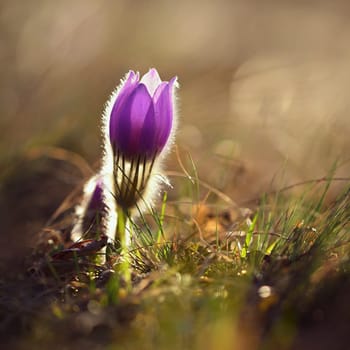 Spring flowers. Beautifully blossoming pasque flower and sun with a natural colored background. (Pulsatilla grandis)