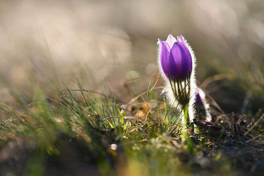 Spring flowers. Beautifully blossoming pasque flower and sun with a natural colored background. (Pulsatilla grandis)