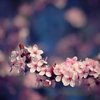 Beautiful spring flowering tree - Japanese Sakura Cherry. Natural colorful background in spring time. 