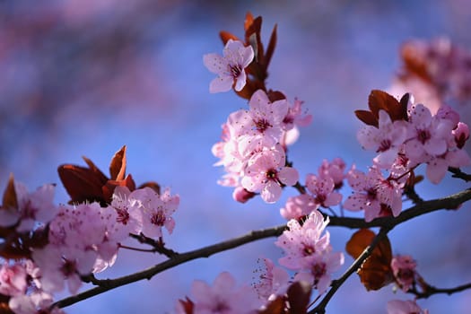 Beautiful spring flowering tree - Japanese Sakura Cherry. Natural colorful background in spring time. 