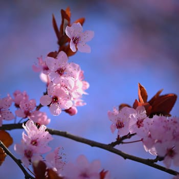 Beautiful spring flowering tree - Japanese Sakura Cherry. Natural colorful background in spring time. 