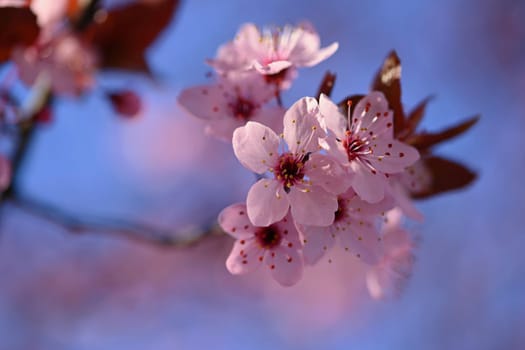 Beautiful spring flowering tree - Japanese Sakura Cherry. Natural colorful background in spring time. 