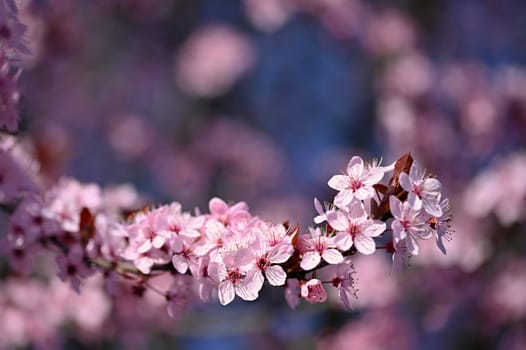 Beautiful spring flowering tree - Japanese Sakura Cherry. Natural colorful background in spring time. 