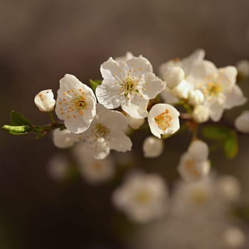 Flowering tree. Beautiful spring background with nature. Colorful flowers in spring time.
