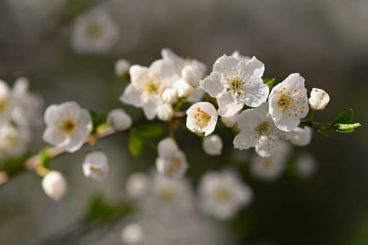 Flowering tree. Beautiful spring background with nature. Colorful flowers in spring time.
