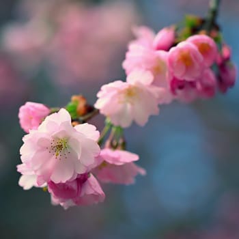 Flowering tree. Beautiful spring background with nature. Colorful flowers in spring time.
