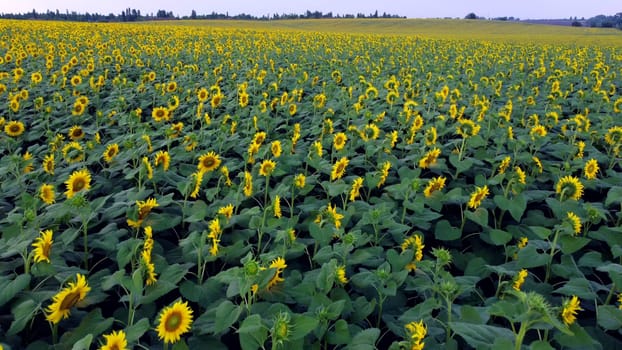 Sunflower field. Large field of blooming sunflowers. Flying over flowers of blooming sunflowers in big field of sunflowers. Industrial cultivation of sunflower. Agricultural agrarian land. Farmland.