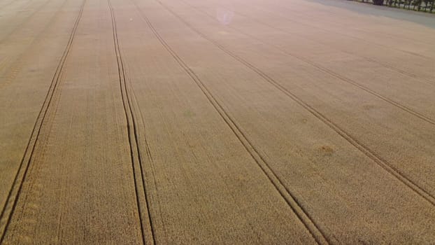 Wheat field. Flying over wheat field ears of mature ripe wheat. Wheat grain crop harvest. Sun light. Industrial grain cultivation. Agricultural agrarian panoramic landscape. Aerial drone view