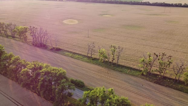 Large wheat fields, road, moving cars, trees and pink sun glare on summer evening. Agricultural industrial landscape. Agrarian fields of yellow mature ripe wheat. Wheat crop harvest. Aerial drone view