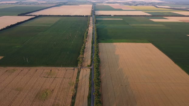 Panoramic view of many agricultural fields sown with ripe wheat and various agricultural green plants, and a highway with cars driving between them on a summer evening. Aerial drone view. Top view.
