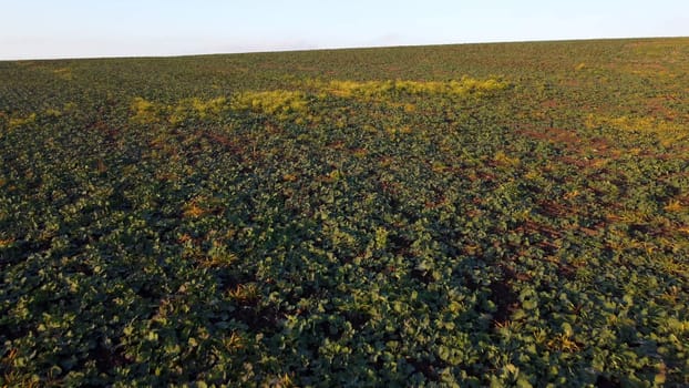 Flying over field of green leaves sugar beets planted before winter at sunset at dawn. Aerial drone view. Agro-industrial agricultural farm fields. Industrial cultivation of sugar beet. Agrarian field