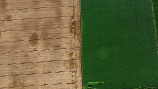 Flying over halves yellow wheat and field green agricultural plant. Agricultural fields with ripe crop plants. Top view. Aerial drone view. Grain harvest. Agrarian landscape. Industrial cultivation.