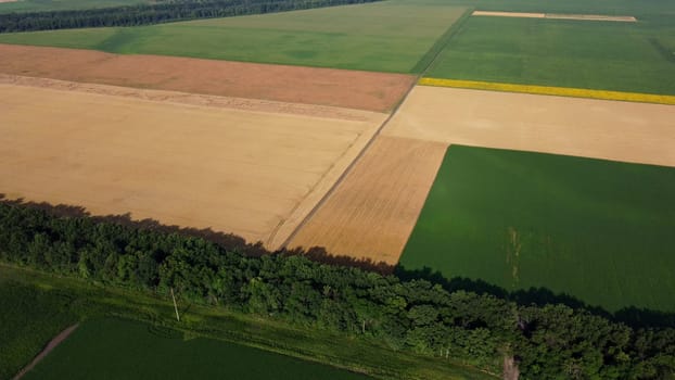 Agricultural fields. Yellow and green agricultural fields with ripe wheat and other different agricultural crops. Aerial drone view. Harvesting agrarian land. Growing cultivation agricultural crops.