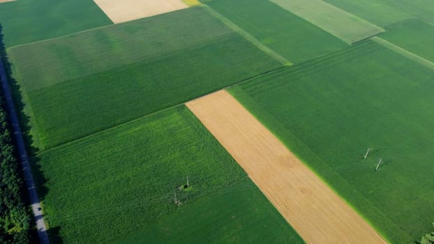 Agricultural fields. Yellow and green agricultural fields with ripe wheat and other different agricultural crops. Aerial drone view. Harvesting agrarian land. Growing cultivation agricultural crops.