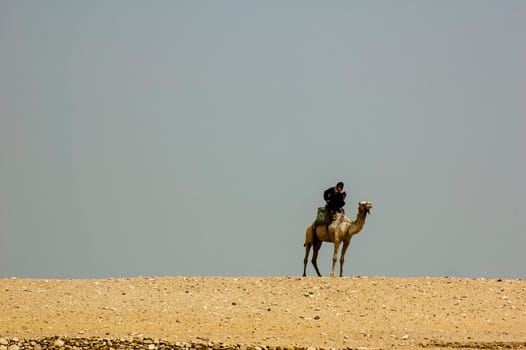 Saqqara, Egypt - April 13 2008: camel driver on the desert dunes near the archaeological site of Saqqara
