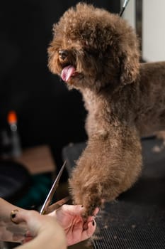 Woman trimming toy poodle with scissors in grooming salon