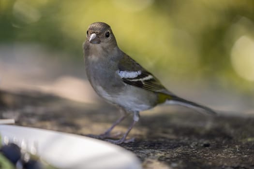 Common chaffinch Fringilla coelebs sitting on a stone. Beautiful songbird Common chaffinch in wildlife. The common chaffinch or simply the chaffinch, latin name Fringilla coelebs.