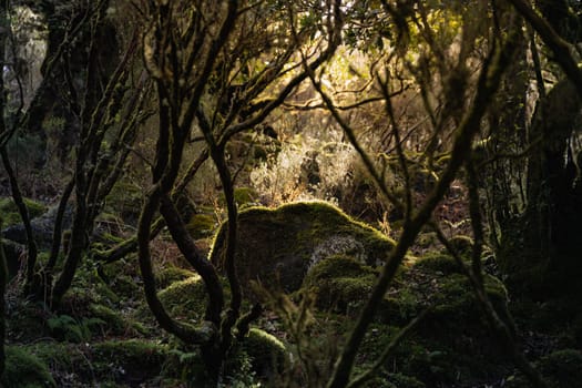 An ancient woodland with lush growth illuminated by gentle sunlight, creating a peaceful natural environment.